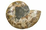 Cut & Polished Ammonite Fossil (Half) - Madagascar #296417-1